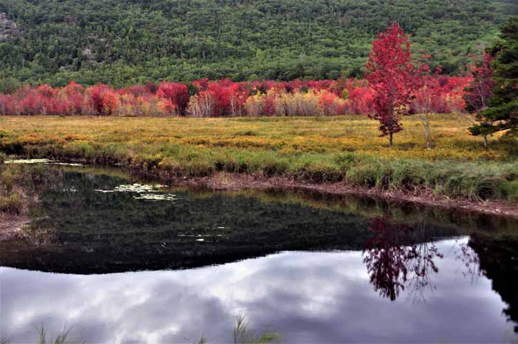 fall foliage